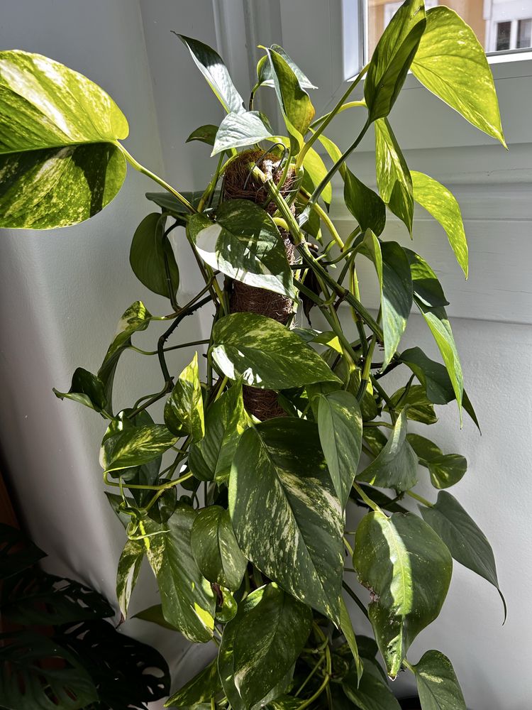 Epipremnum Pinnatum Gold - grande
