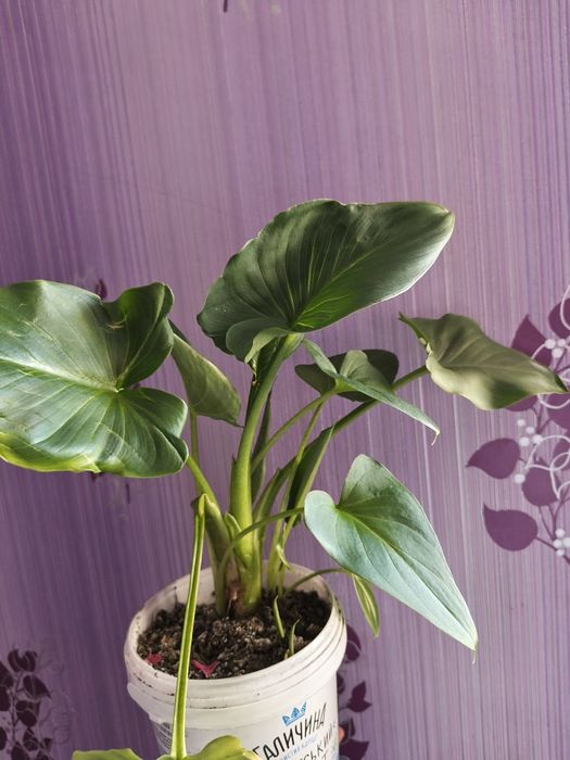 Квітка кала біла