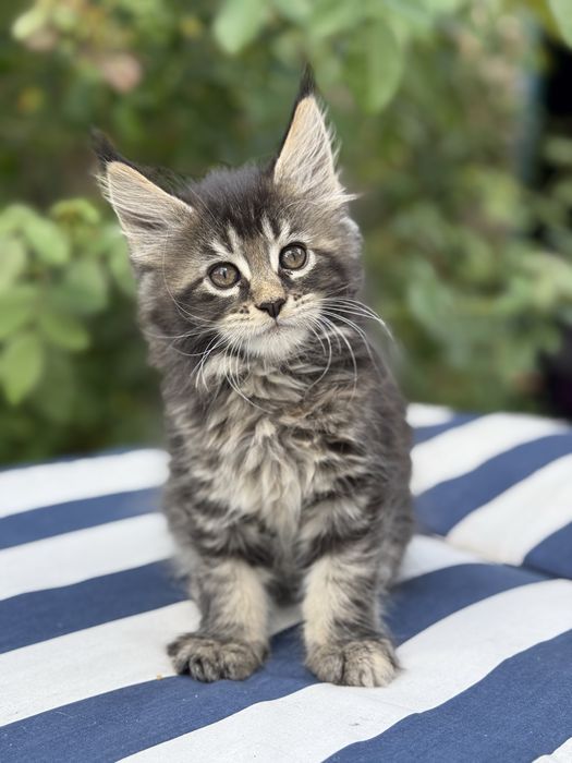 Мейнкун кошенята