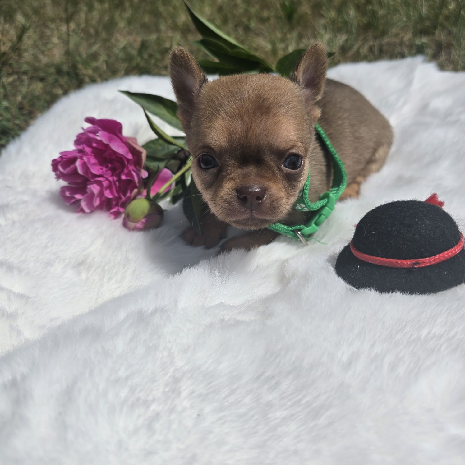 Chihuahua samiec 2