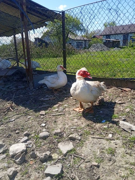 Продам індокачки