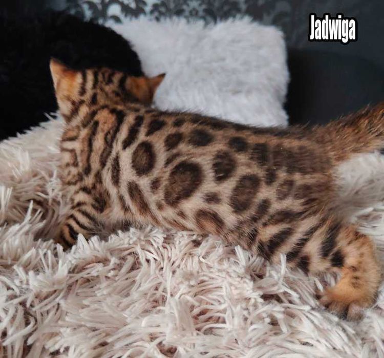 Koteczka bengalska z rodowodem