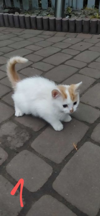 Oddam koty ogłoszenie grzecznościowe