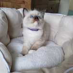 Kotek Ragdoll Seal mitted * Rodowód * Profesjonalna hodowla