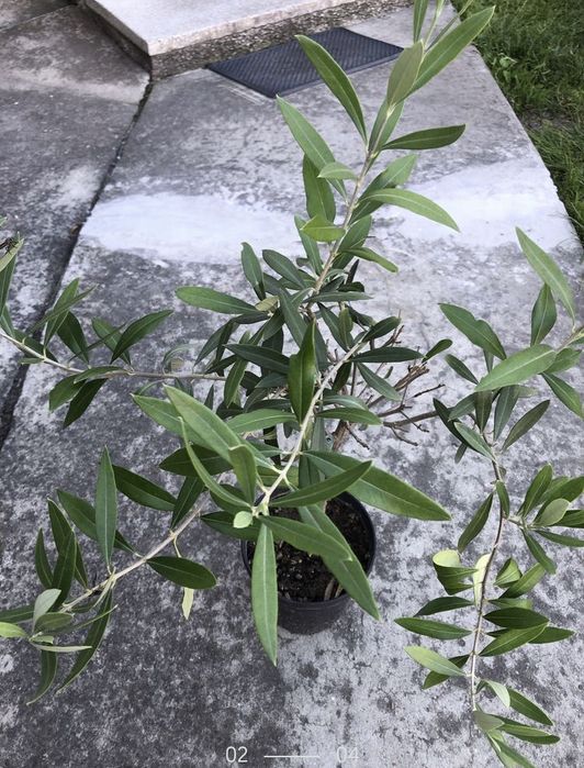 Oliwka drzewko oliwne