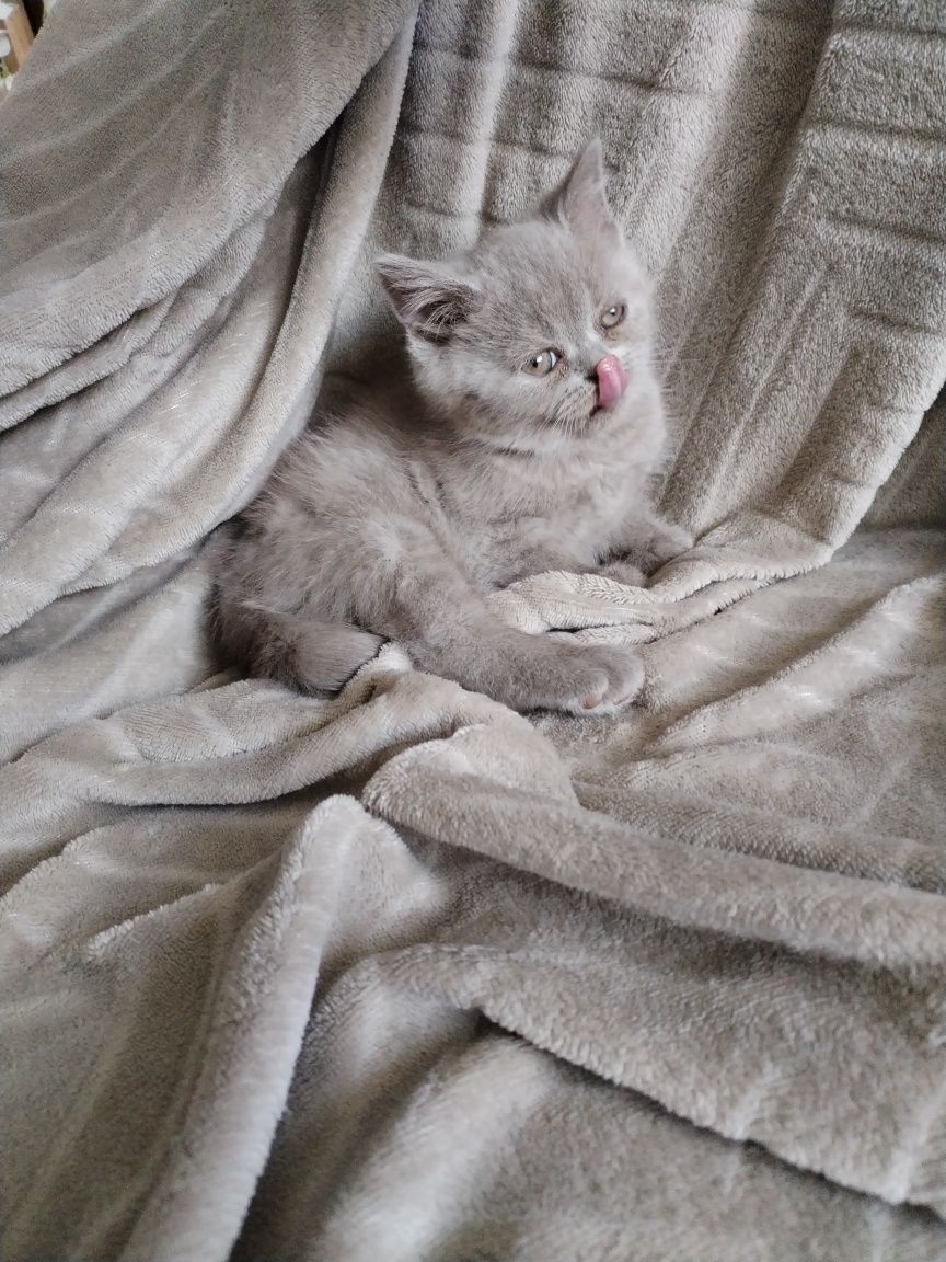 Kocurek Brytyjski Liliowy