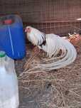 Aves de 2025 anilhados