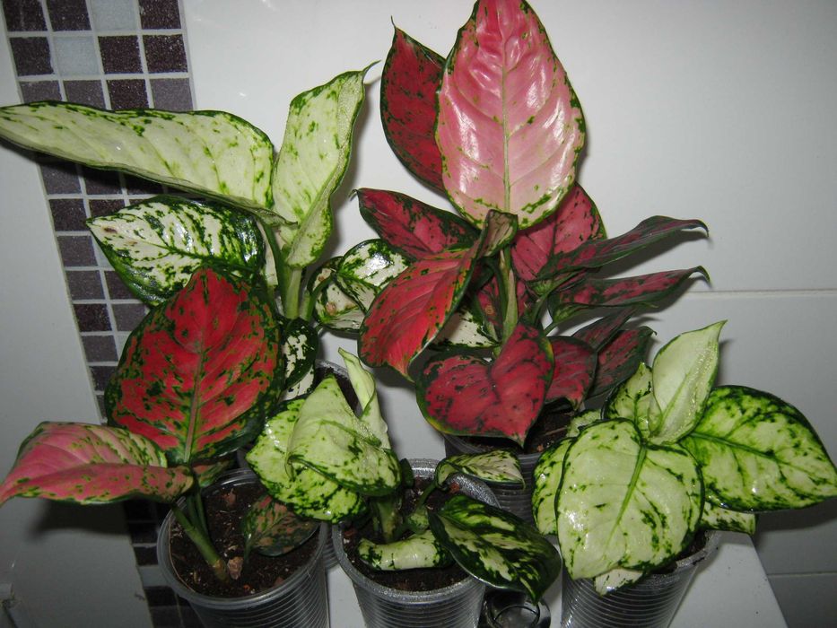 аглаонема декоративно лиственные цветы от 350грн