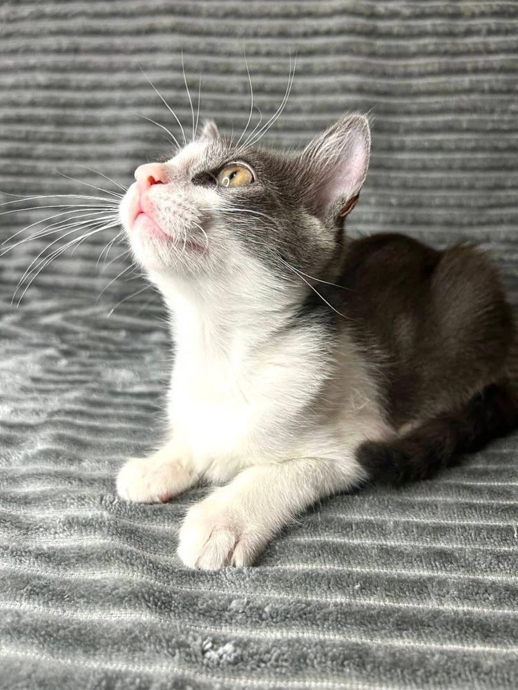 Серце з латкою, душа з муркотінням