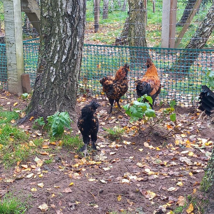 Kogut rasy pawłowskiej