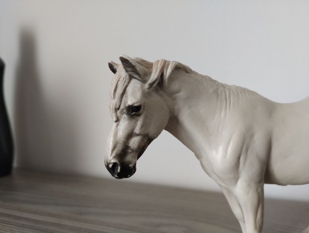 Klacz camargue collecta