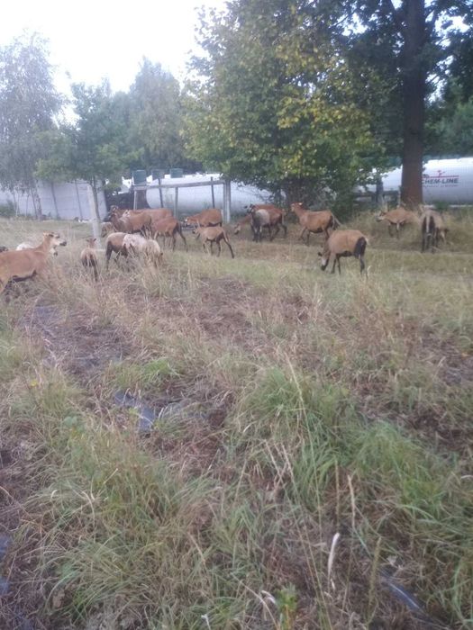 Młode Baranki i Owieczki Kameruńskie