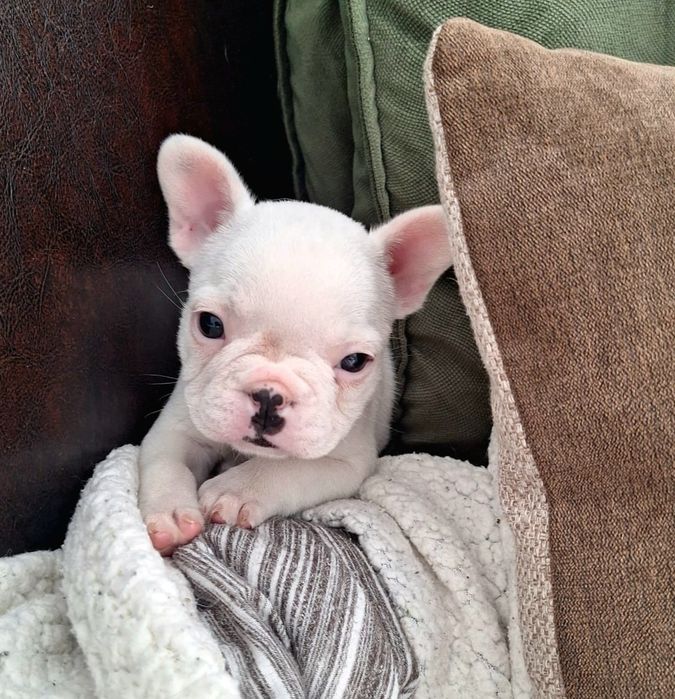 Bulldog francês mini