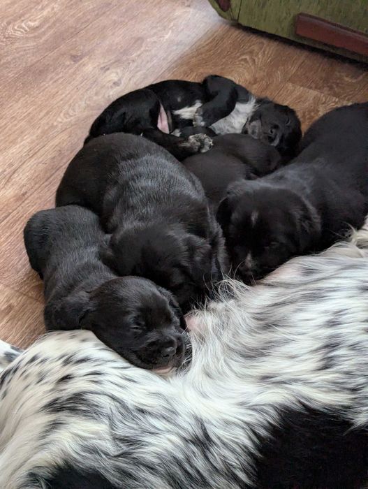 Цуценята руського спаніеля