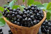 WYSYŁKA 15 kg Owoce aronii aronia ekologiczna
