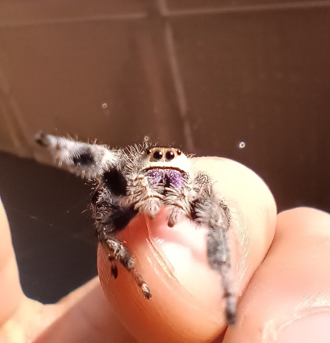 Skakun królewski L3/L4/L5/L6 phidippus regius SOROA + gratisy
