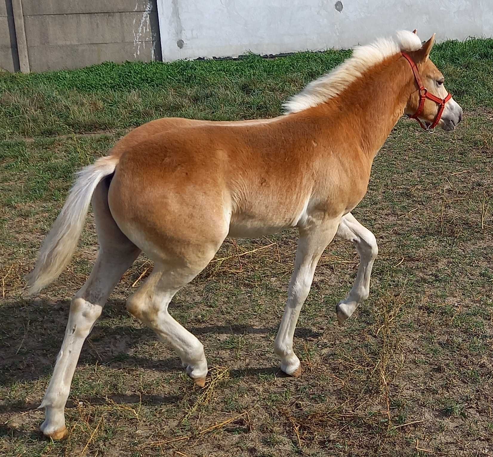 Ogier haflinger ogierek Bentley