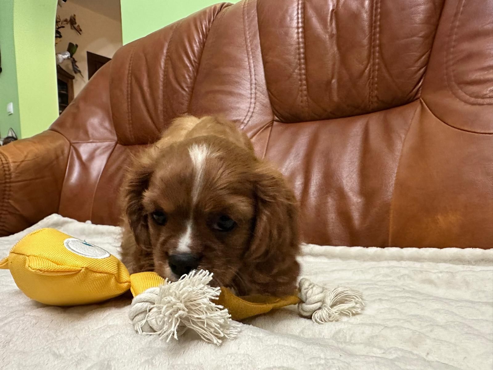 Cavalier King Charles Spaniel