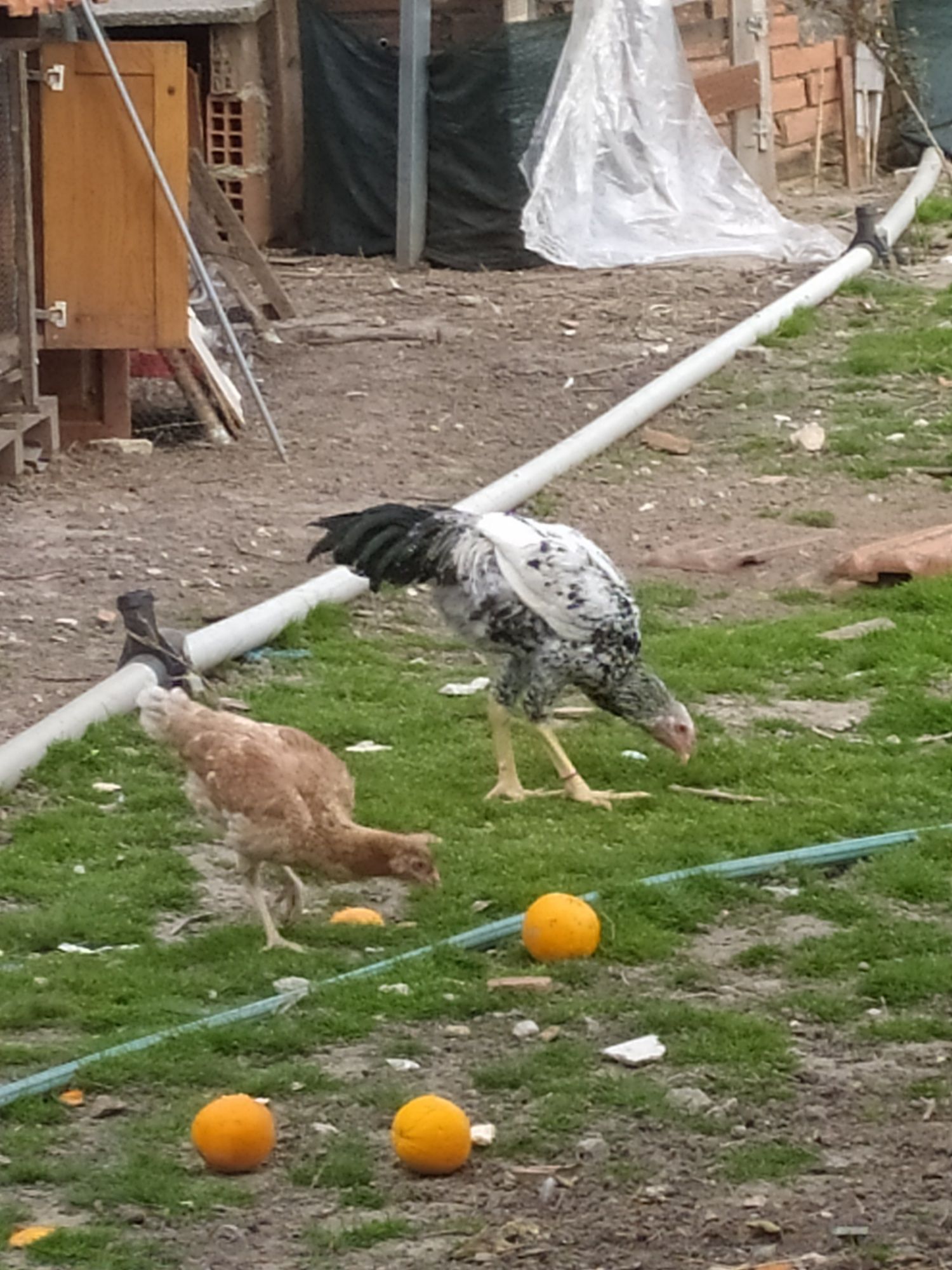 Ovos Índio Gigante
