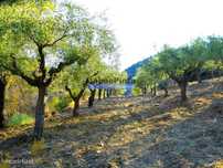 Propriedade com 5.100 oliveiras, 52ha, Barca DAlva. Portugal, Douro...