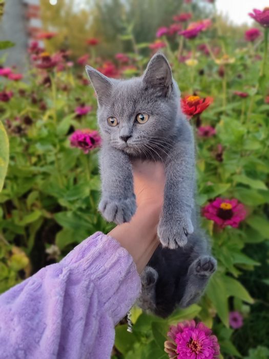Шотландские котята