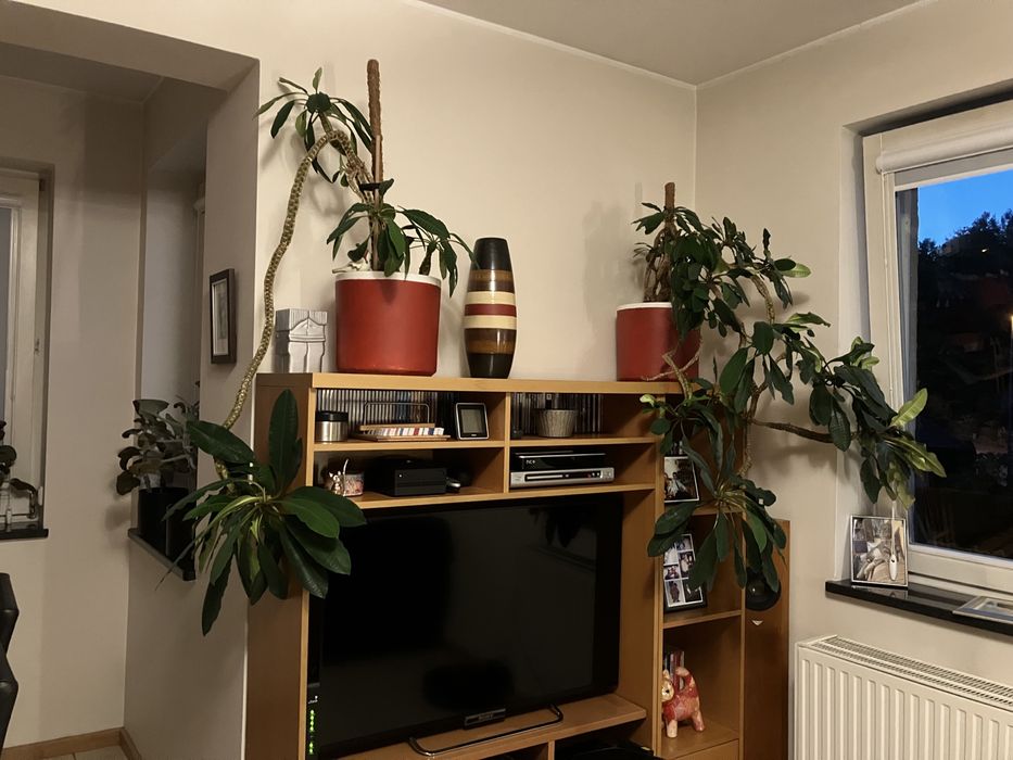 Dwa wielkie wilczomlecze białounerwione