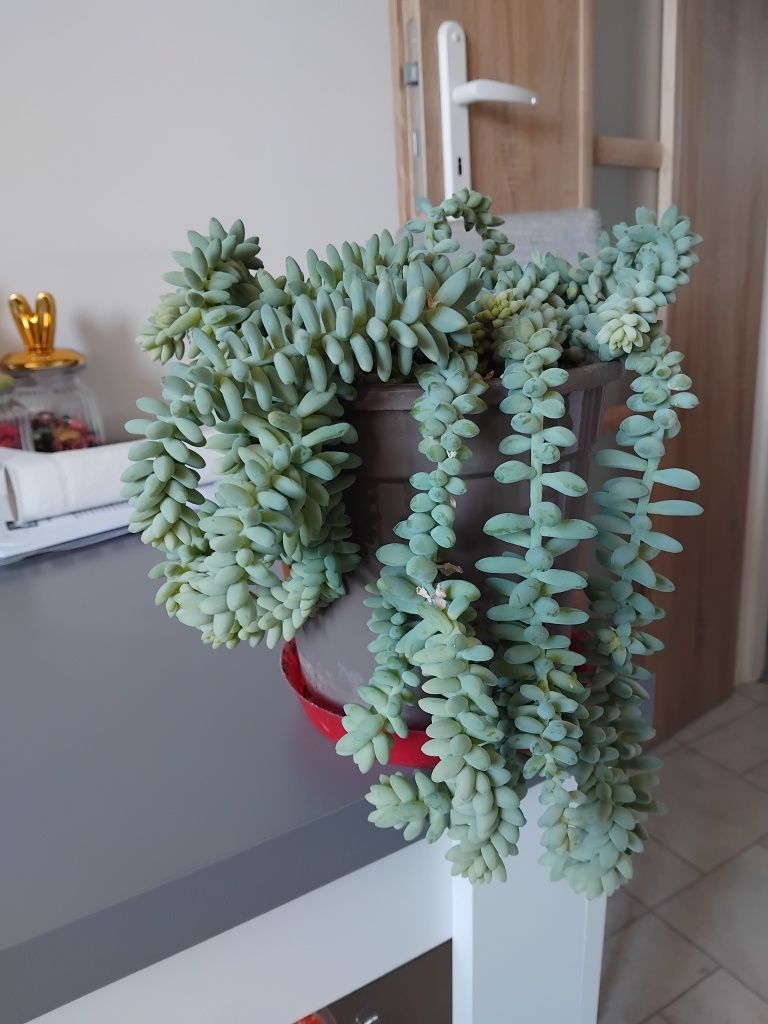 Roślina Sedum Burrito