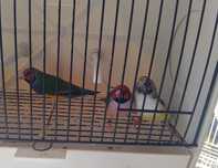 Diamante gould e exoticos