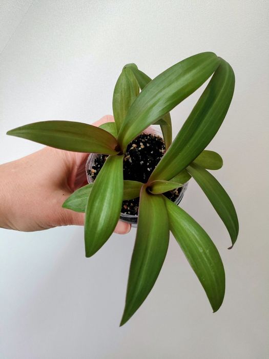 Хлорофітум Бонні, рео, пеліонія Даво, пеперомія