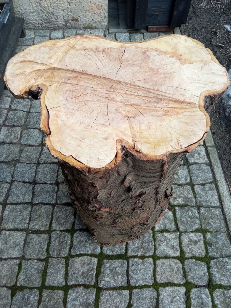 Pnie klonu i orzecha włoskiego