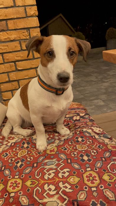 Вʼязка Джек Расел терʼєр хлопчик