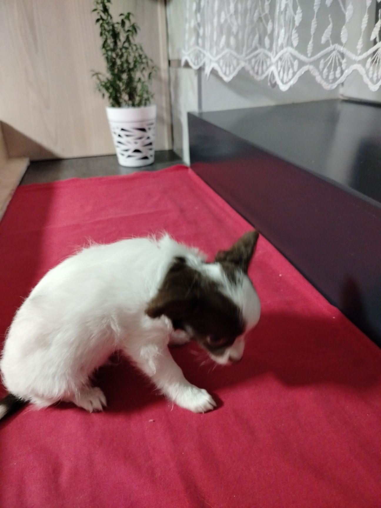 Chihuahua piesek