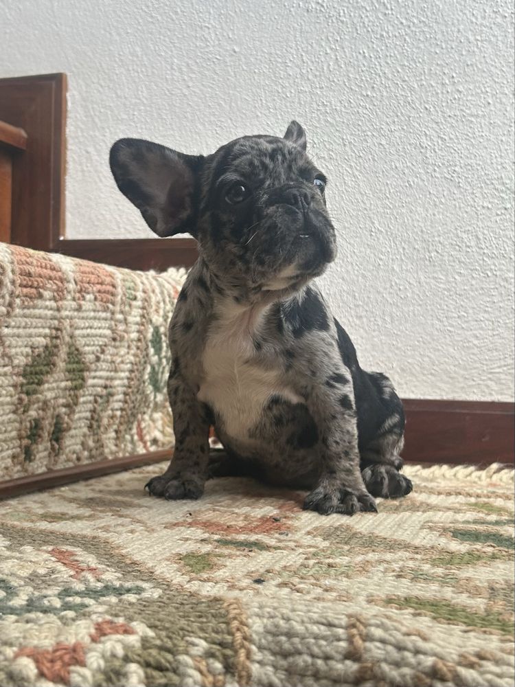 Bulldog frances Menina