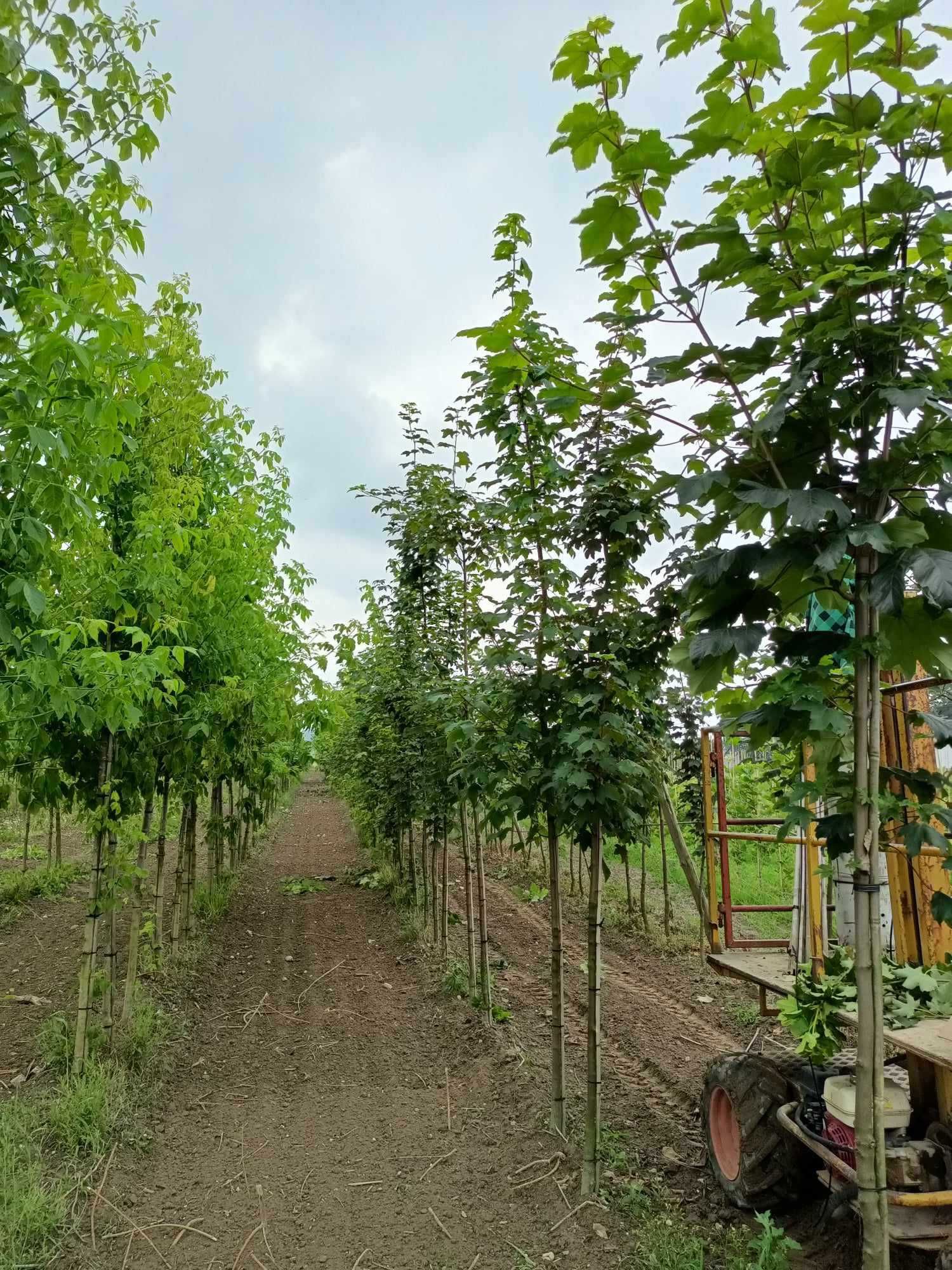 Drzewa sadzonki klon Surmia lipa 3m 6 5 jarzębina 8-10 platan 10-12 cm