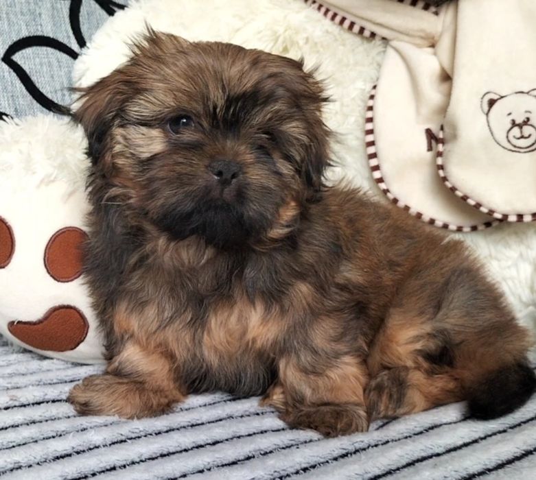 Shih Tzu śliczny piesek