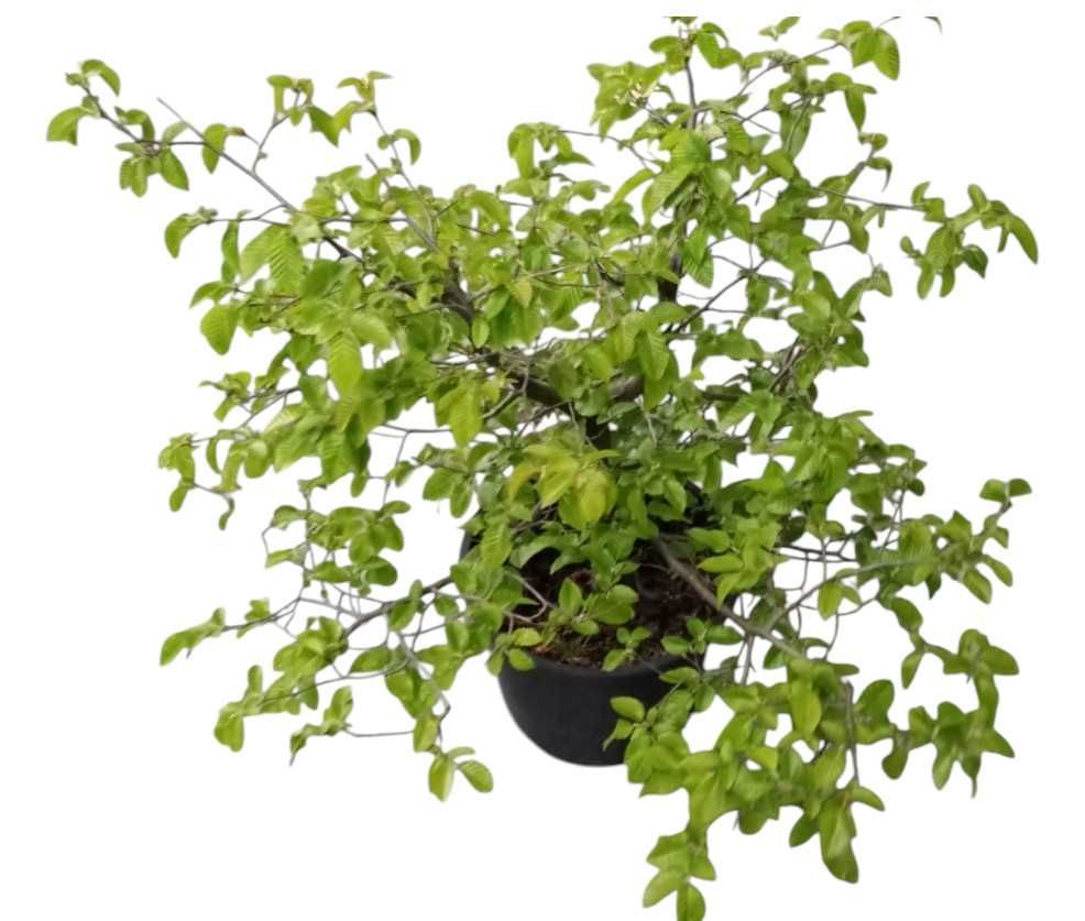 Drzewka bonsai zewnętrzne prebonsai