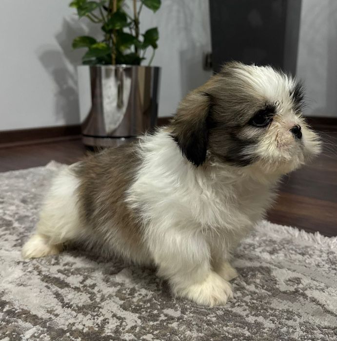 Szczeniak Piesek SHIH TZU