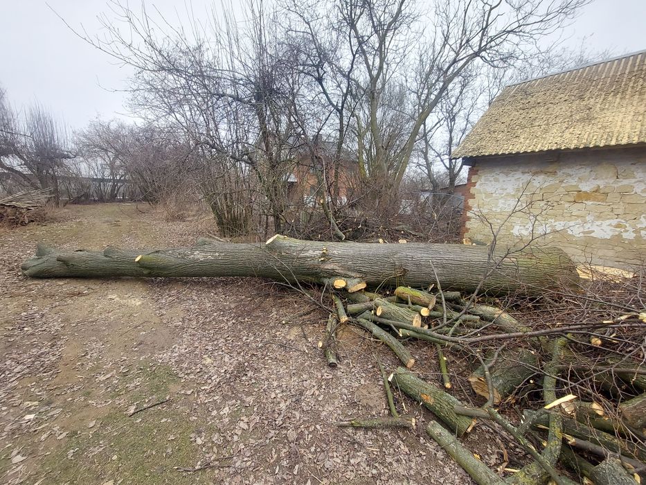 Drzewo lipa, na deski, na ule, rzeźba