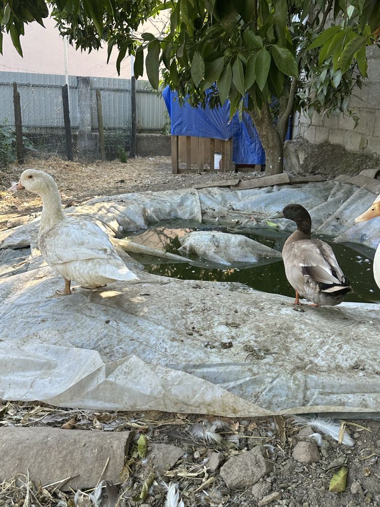 Vendo patos de pequim e 1 khaki campbell