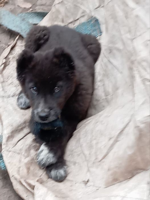 Продаем Щенков алабая