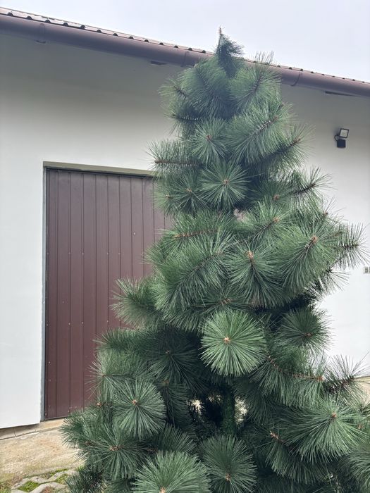 Sztuczna choinka sosna