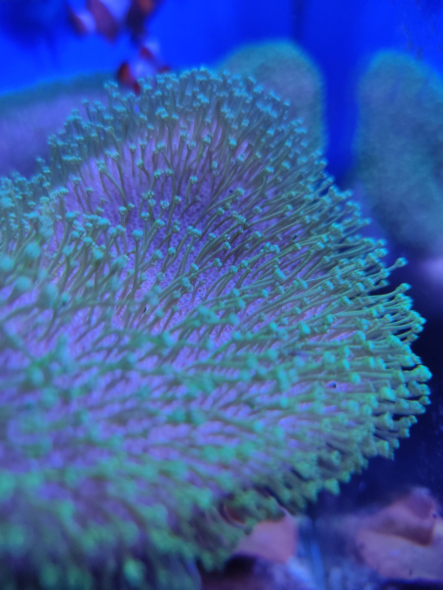 Коралл для морского аквариума саркофитон