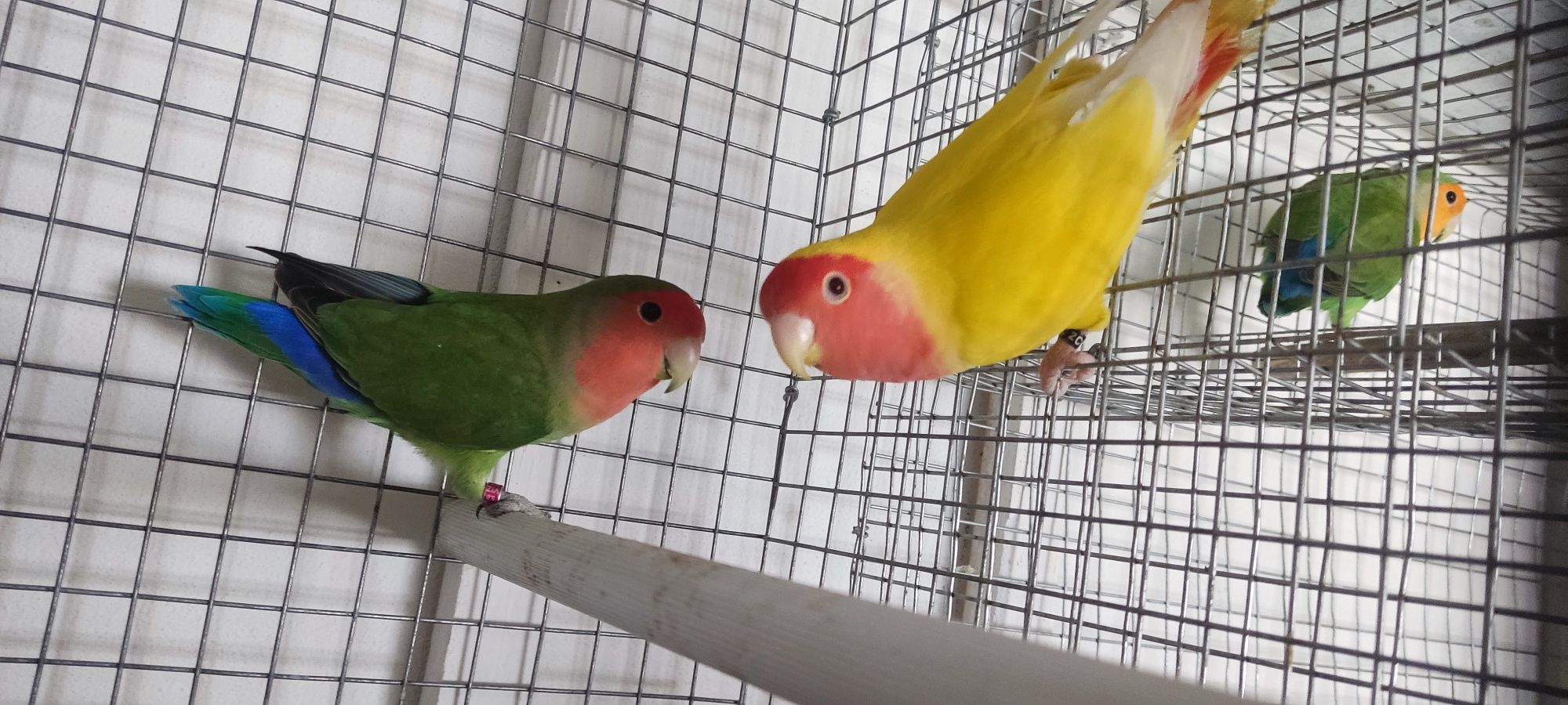 Casal de agapornis