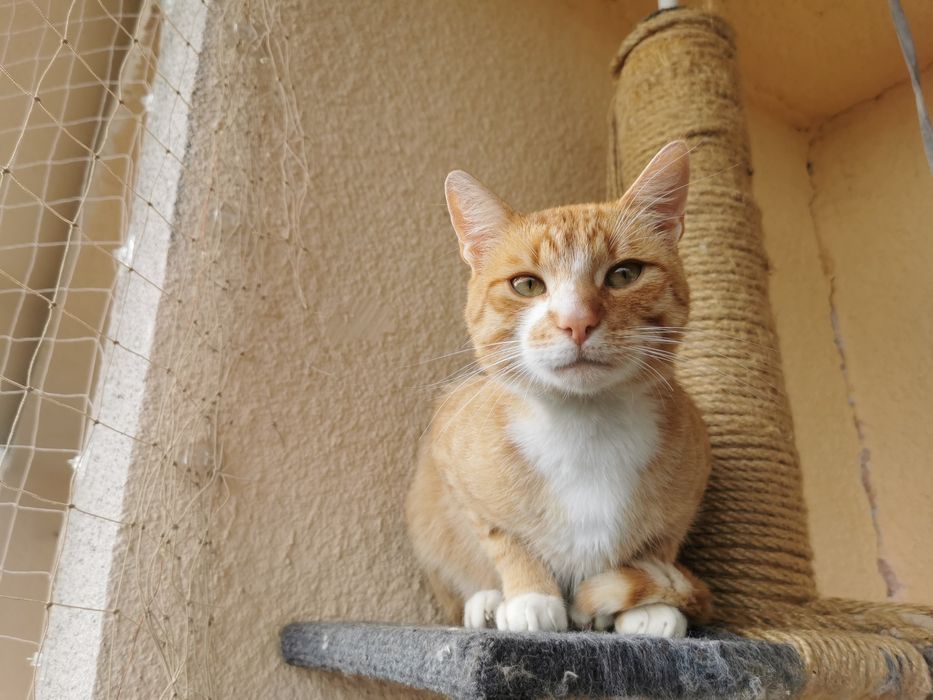 Kochany Rudzielec do adopcji