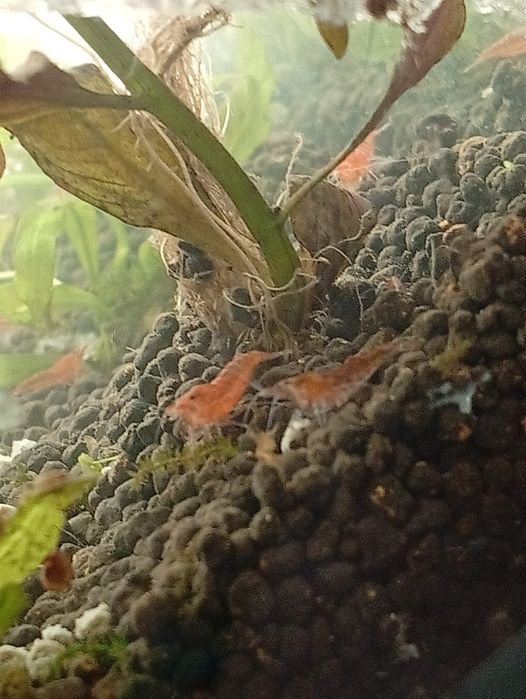 neocardinas red fire