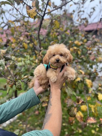 Мальтипу мальчик ф1 мини