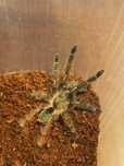 Ephebopus murinus L3/L4 ptasznik szkieletowy