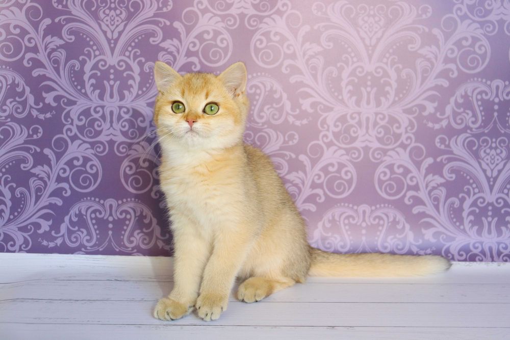 Плюшевий красунчику в золотистому забарвлені