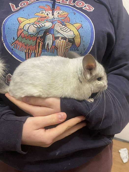 Szynszyl szynszyla biały Willsona mozaika/silver samiec