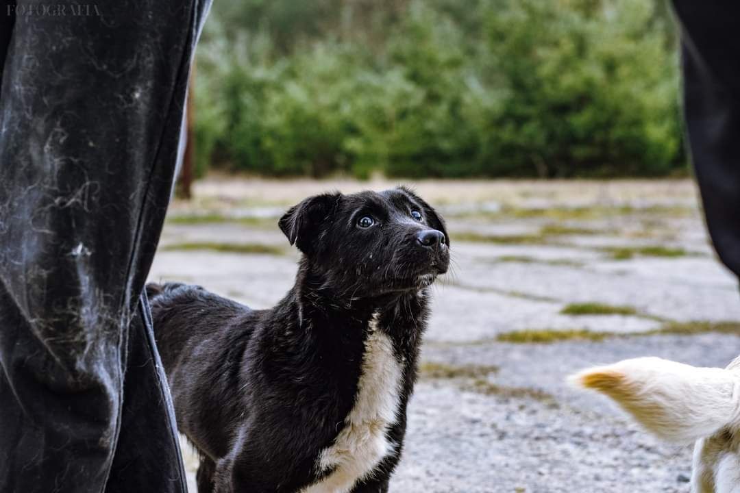 Traci wzrok... Przebywa w gminnej przechowalni ze złymi warunkami...